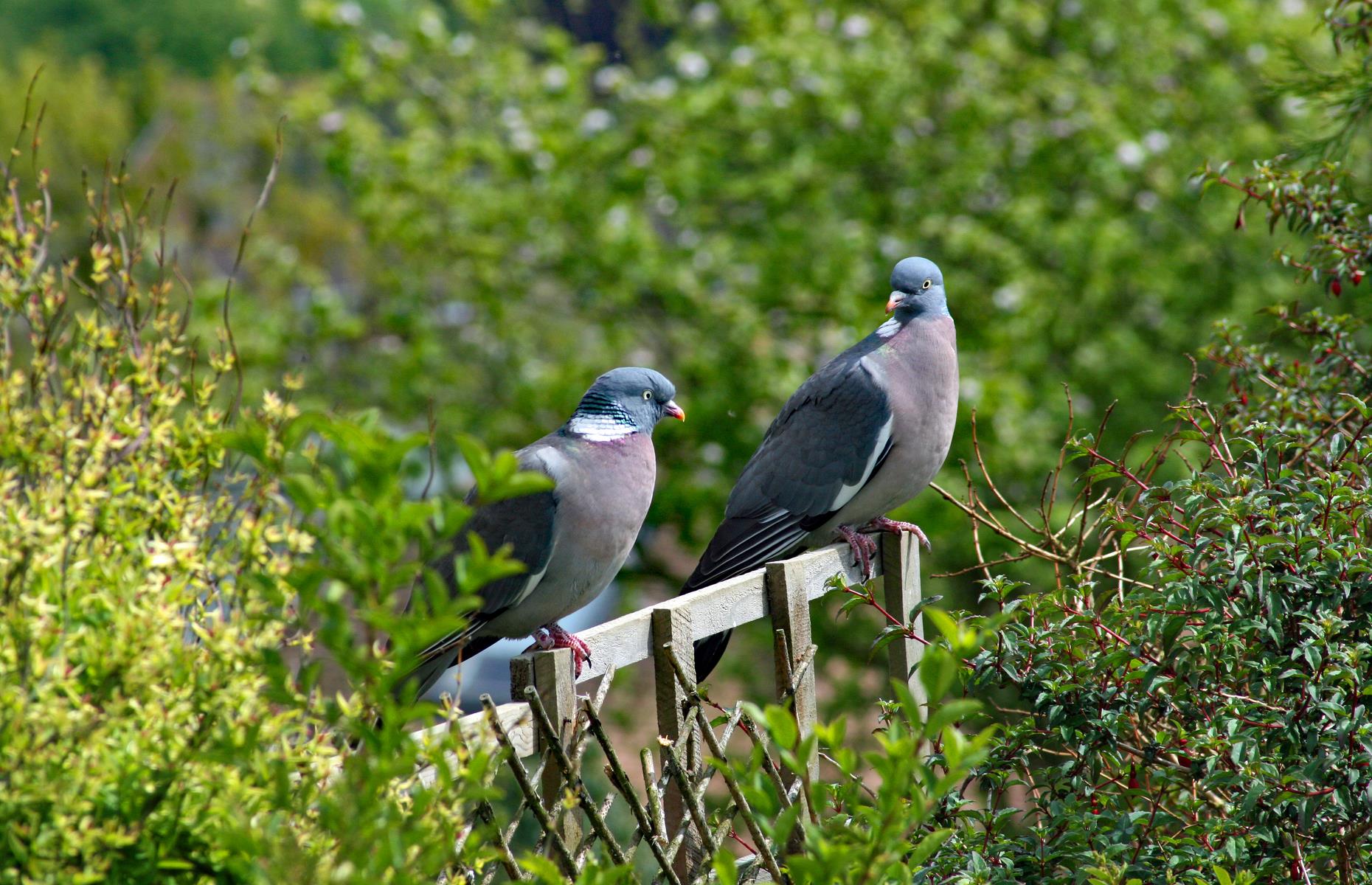 Garden pest: pigeons